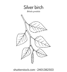 Silver birch (Betula pendula), medicinal and edible plant. Hand drawn botanical vector illustration