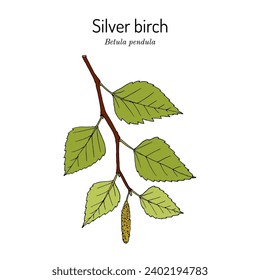 Silver birch (Betula pendula), medicinal and edible plant. Hand drawn botanical vector illustration