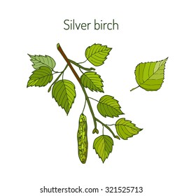 Silver birch branch with green leaves. Vector illustration