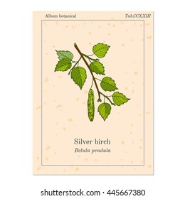 Silver birch branch with green leaves. Vector illustration
