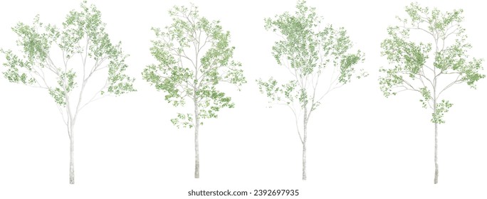 Silver birch Trees isolated on white background, tropical trees isolated used for design, advertising and architecture