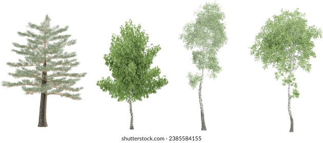 Silver birch,Alder trees with transparent background, 3D rendering, for illustration, digital composition, architecture visualization