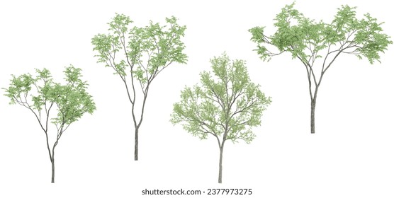 Silver Birch,Fraxinus lanuginosa Trees isolated on white background, tropical trees isolated used for architecture