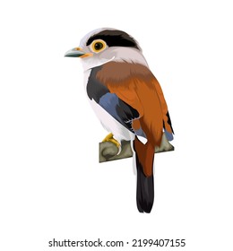 Silver breasted broadbill vector illustration