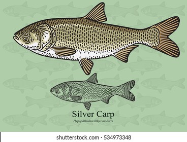 Silver Carp, Chinese carp . Vector illustration with refined details and optimized stroke that allows the image to be used in small sizes (in packaging design, decoration, educational graphics, etc.)