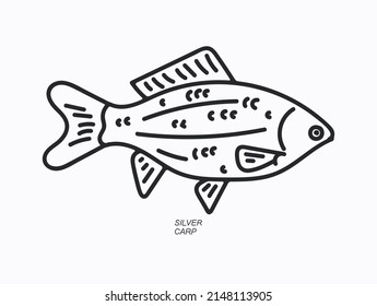 silver carp  fish drawning vector illustration