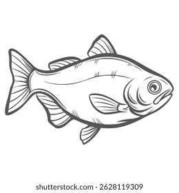 Silver Carp Outline Illustration, Hypophthalmichthys Molitrix