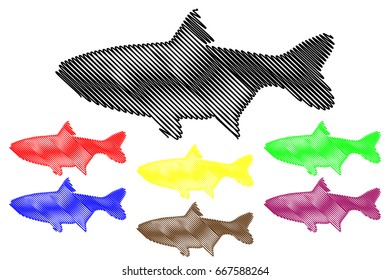 silver carp silhouette vector, (Hypophthalmichthys molitrix), 