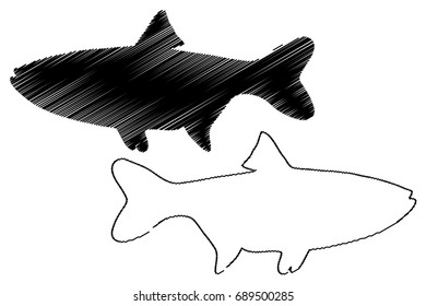 silver carp silhouette vector, (Hypophthalmichthys molitrix), 