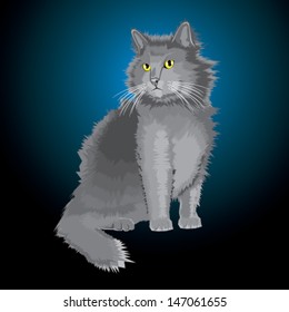 Silver cat with long hair