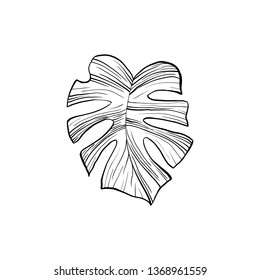 Silver cloud plant hand drawn illustration. Houseplant split leaf line art drawing. Philodendron, monstera leafage ink pen sketch. Decorative plant design elements. Botanical outline clipart