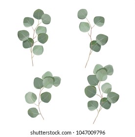 silver dollar eucaliptus leaves set. natural branches, greenery vector illustration