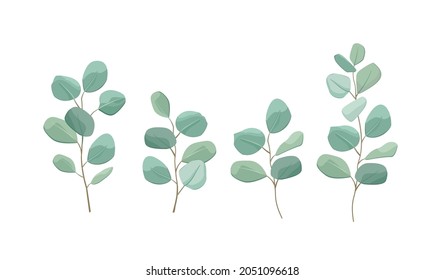 Eucalipto plata en dólares. Ilustración vectorial de la vegetación