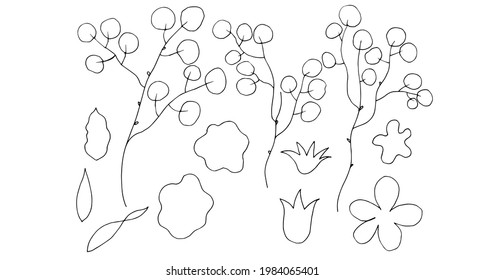 Silver dollar eucalyptus plant. Linear drawing. Vector illustration.