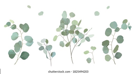 Juego de diseño vectorial de ramas de selección de eucalipto en dólares plateados. Verdor de bodas. Tonos de menta, azul, verde. Colección de estilos de acuarela. Árbol mediterráneo de siempre verde. Aislado y editable