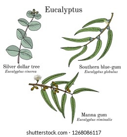 Silver dollar tree, manna gum and southern blue-gum eucalyptus set. Hand drawn botanical vector illustration