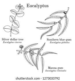 Silver dollar tree, manna gum and southern blue-gum eucalyptus set. Hand drawn botanical vector illustration