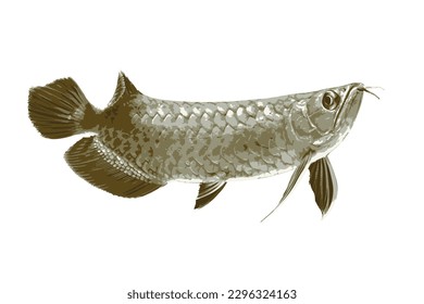 Silver dragonfish or Arowana fish, also known as Arowana fish, is a type of freshwater fish, flat style. Vector.