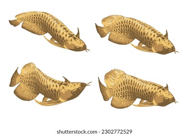 Silver dragonfish or Arowana fish, also known as Arowana fish, is a type of freshwater fish, flat style. Vector.