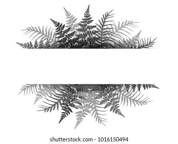 Silver fern frond twigs frame vector illustration. Polypodiophyta plant bush leaves background decor.  Detailed bracken fern illustration, tropical forest grass herbs growing card border.