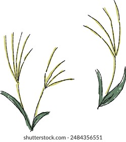 Silver grass, freehand drawing illustration set.