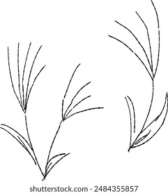 Silver grass, line drawing illustration set.