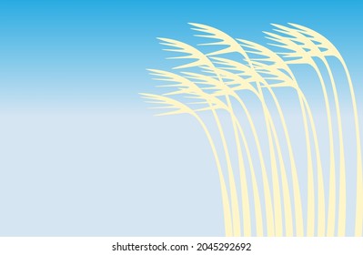 Silver grass plant in sky blue background.