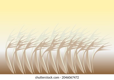 Silver grass plant under sunlight.