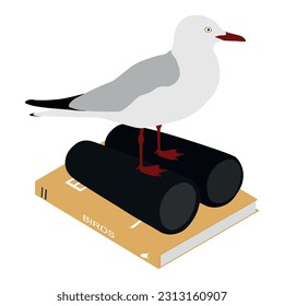 Silver gull (Chroicocephalus novaehollandiae) sits on black binoculars and on a bird identification guide book . Birdwatching, ornithology, birding. Isolated on white background. Vector illustration.