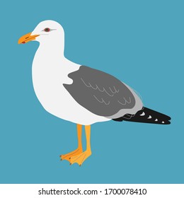 Silver gull on a blue background. Sea bird.