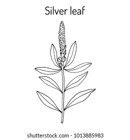 Silver leaf (Stillingia sylvatica), or Queen's delight, Yaw root., medicinal plant. Hand drawn botanical vector illustration