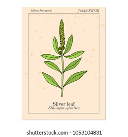 Silver leaf (Stillingia sylvatica), or Queen's delight, Yaw root., medicinal plant. Hand drawn botanical vector illustration