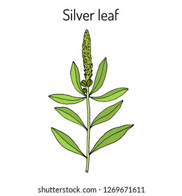 Silver leaf (Stillingia sylvatica), or Queen's delight, Yaw root., medicinal plant. Hand drawn botanical vector illustration