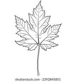 Silver maple leaf outline, vector botanical illustration. Maple tree leaf silhouette, coloring book page.
