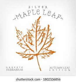 Silver Maple Leaf Vintage Print Style Illustration with Authentic Logo Lettering from Autumn Leaf Edition of Graphic Herbarium - Black and Rusty on Grunge Background - Vector Stamp Graphic Design