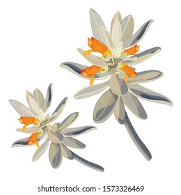 Silver and Orange Australian beach Wildflower Vector Illustration