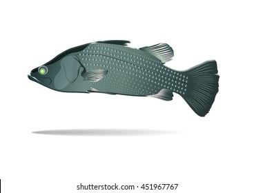 Silver perch,fish / vector / illustration