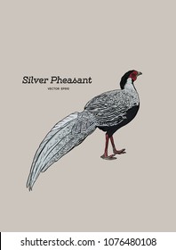 Silver Pheasant (Gallophasis nycthemerus) / vintage illustration vector.
