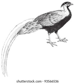 Silver Pheasant (Gallophasis nycthemerus) / vintage illustration from Meyers Konversations-Lexikon 1897