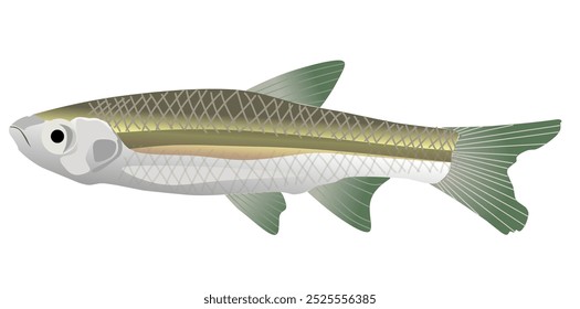 The silver rasbora (Rasbora argyrotaenia) is a species of ray-finned fish in the genus Rasbora. It occurs in the Mekong, Chao Phraya and Mae Klong basins, Malay Peninsula, Borneo, Java and Sumatra.