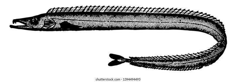 Silver Scabbardfish Is A Cutlassfish In The Trichiuridae Family Vintage Line Drawing Or Engraving Illustration.