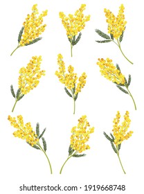 Silver Wattle Or Mimosa With Bipinnate Leaves And Yellow Racemose Inflorescences Vector Set