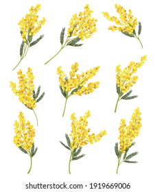 Silver Wattle Or Mimosa With Bipinnate Leaves And Yellow Racemose Inflorescences Vector Set