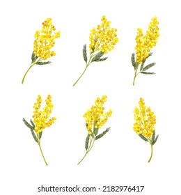 Silver Wattle or Mimosa with Bipinnate Leaves and Yellow Racemose Inflorescences Vector Set