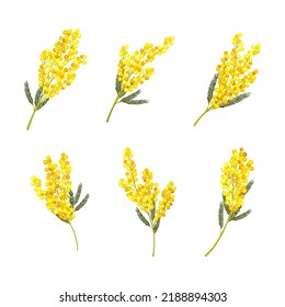 Silver Wattle Or Mimosa With Bipinnate Leaves And Yellow Racemose Inflorescences Vector Set