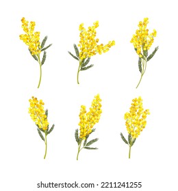 Silver Wattle Or Mimosa With Bipinnate Leaves And Yellow Racemose Inflorescences Vector Set