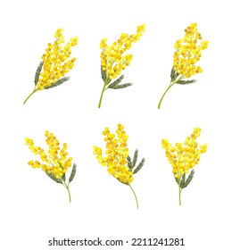 Silver Wattle Or Mimosa With Bipinnate Leaves And Yellow Racemose Inflorescences Vector Set