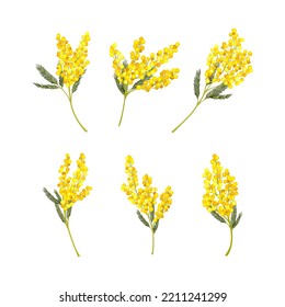 Silver Wattle or Mimosa with Bipinnate Leaves and Yellow Racemose Inflorescences Vector Set