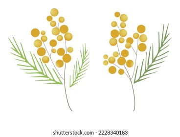 Silver Wattle or Mimosa with Bipinnate Leaves and Yellow Racemose Inflorescences Vector Set