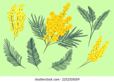 Silver Wattle or Mimosa with Bipinnate Leaves and Yellow Racemose Inflorescences Vector Set